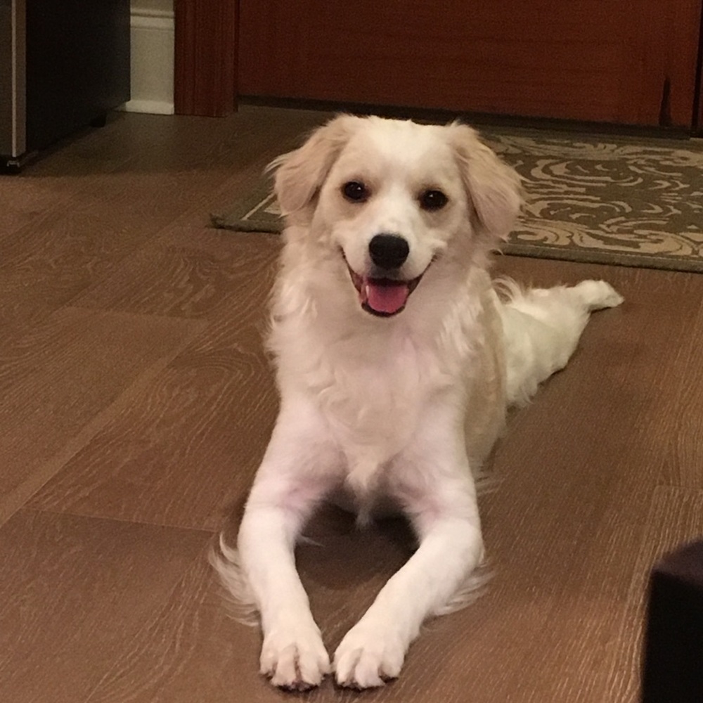 Meet your Posher, Shasta